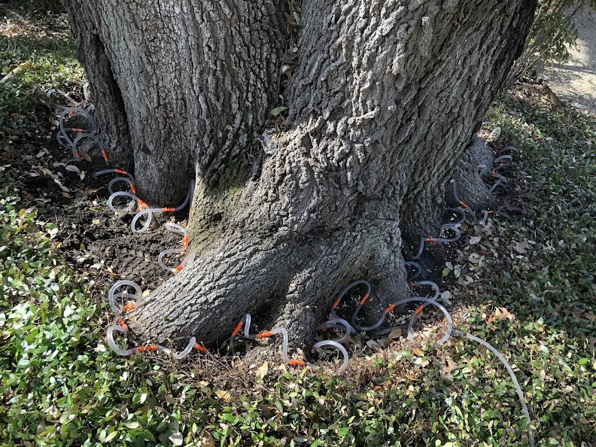 Detailed Tree Cabling and Bracing job site in Tomkins Cove