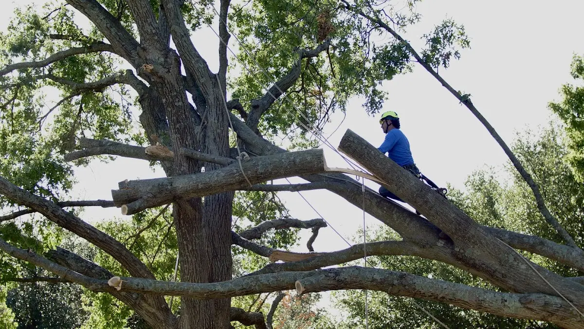 Professional Crown Thinning performed by certified arborists in Tomkins Cove