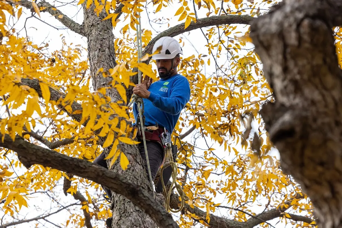 Skilled Tree Pruning crew working in Tomkins Cove