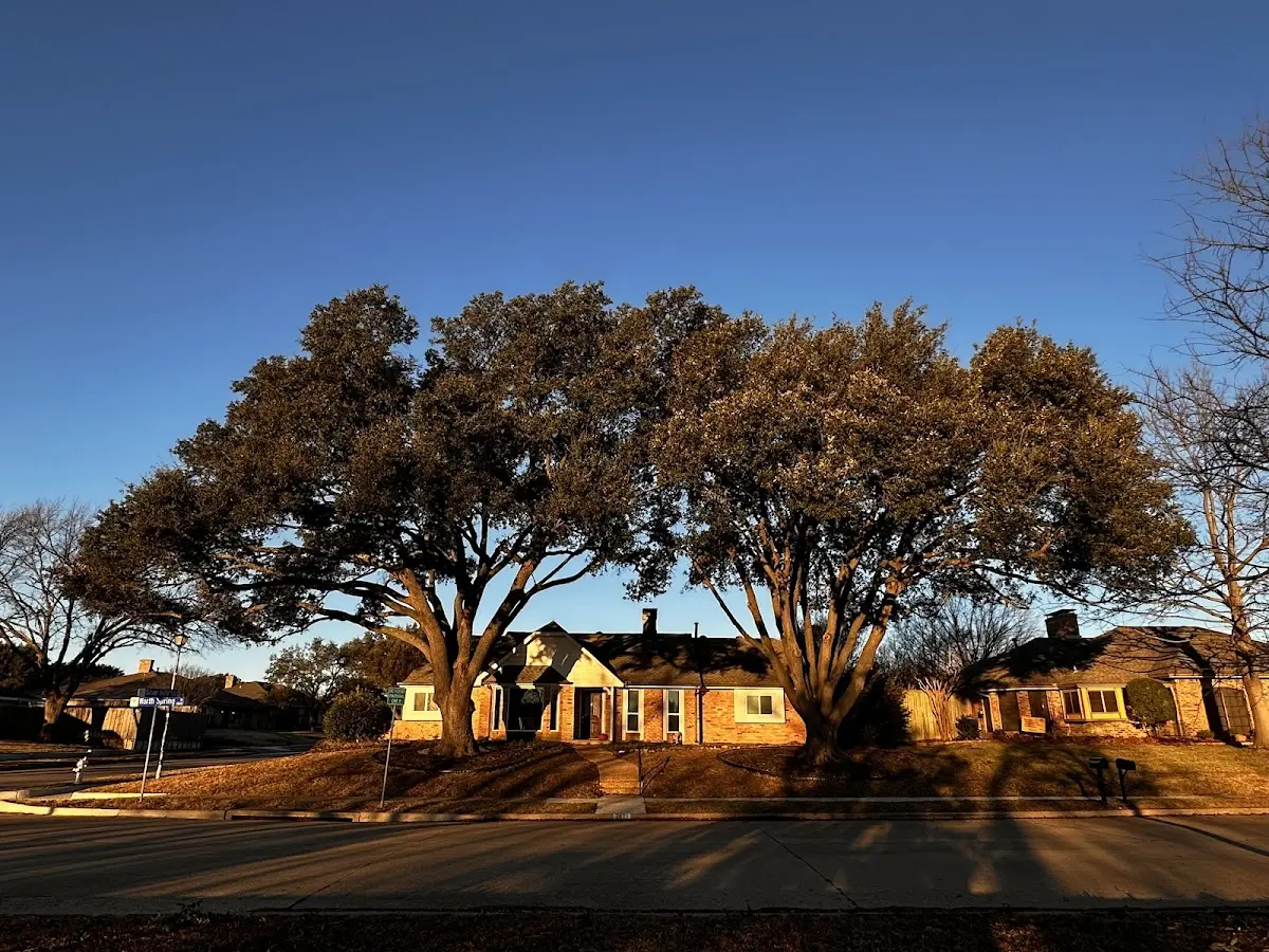 Established residential canopy tree shading a home in Tomkins Cove